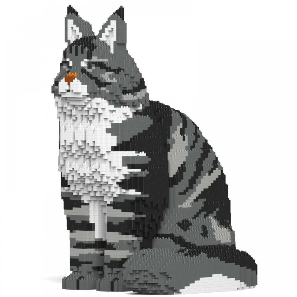 Jecka, Blocs De Construction - Chat Maine Coon Gris Assis